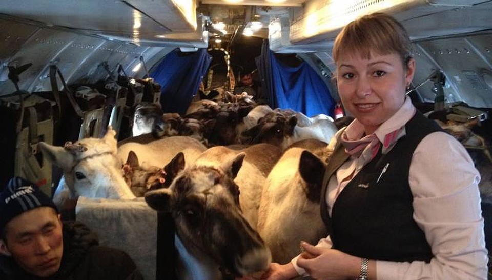 Оленей в Якутск доставили на самолете.