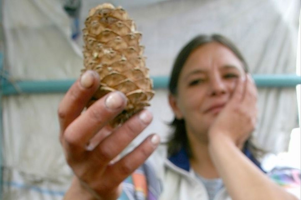 Жителям Иркутской области чаще всего снятся тараканы и землетрясения
