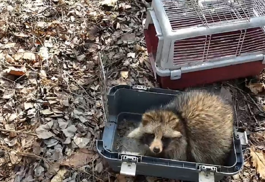 Фото: скриншот видео