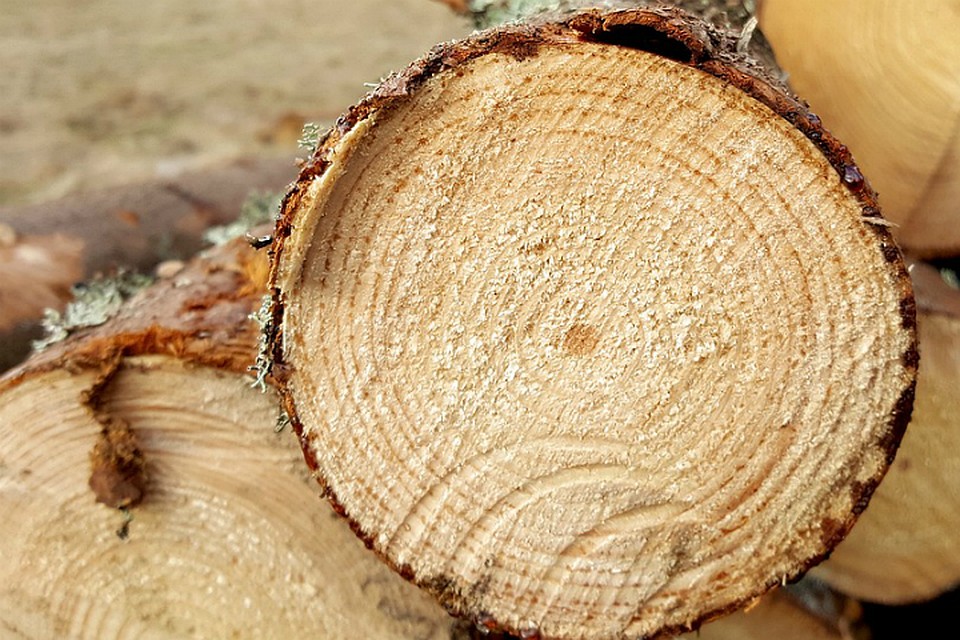 Фото: pixabay.com