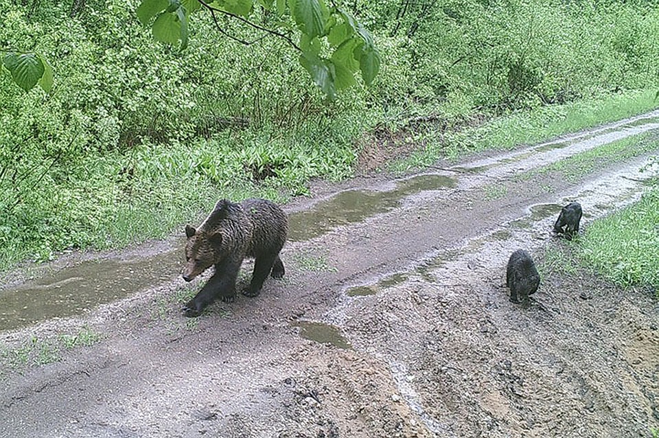 Фото: из архива Суражского лесхоза