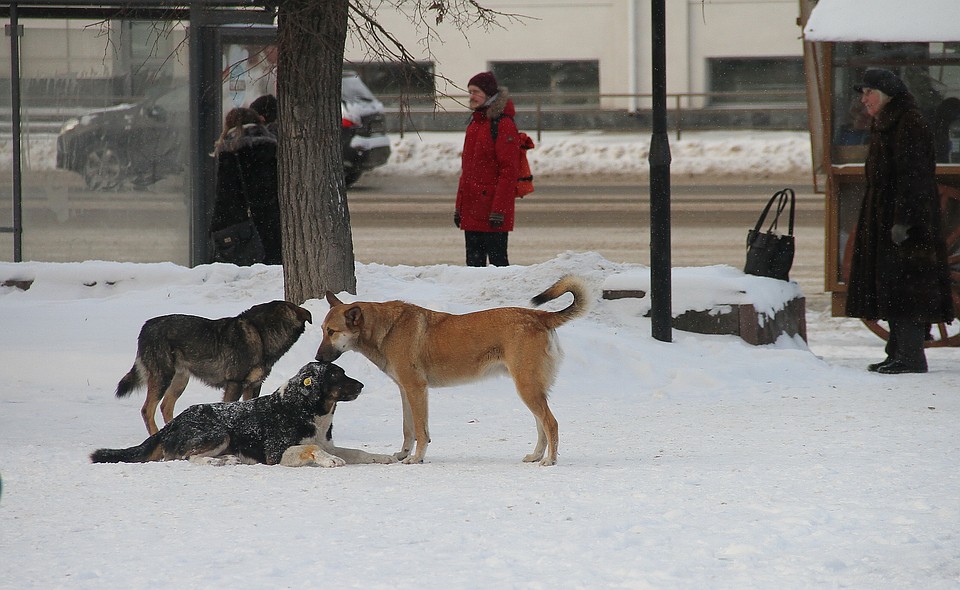 В Нижнем Новгороде, Дзержинске и на Бору будет отловлено 350 бродячих собак в местах проведения Чемпионата мира по футболу