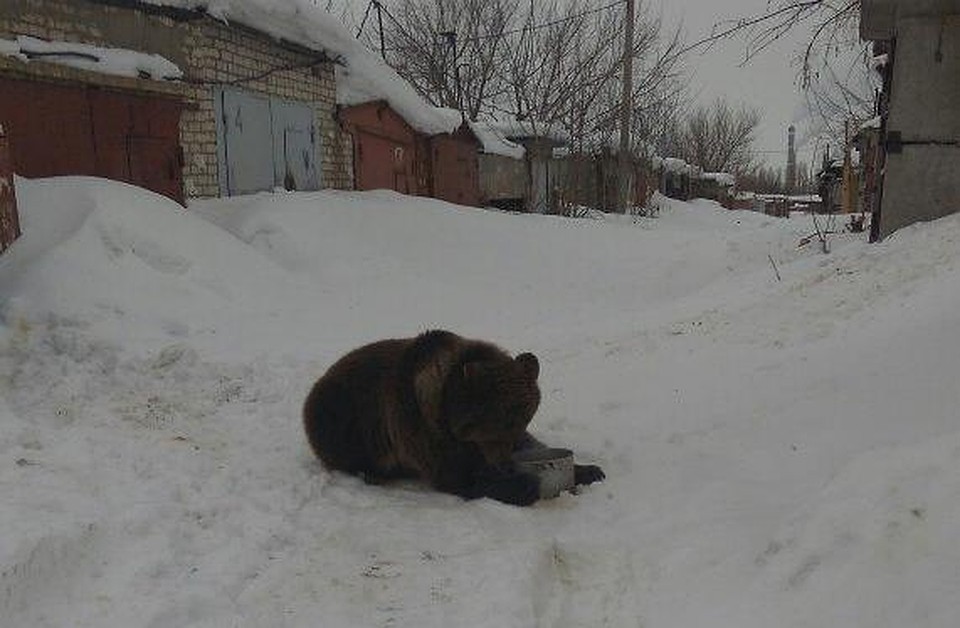 Мишка живет в одном из гаражей кооператива