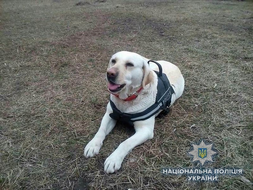 Гера нашла мальчика за полчаса. ФОТО: kramatorsk-police.dn.ua