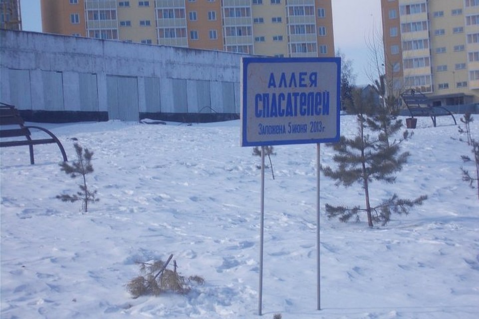 В Новокузнецке вандалы сломали часть сосен на "Аллее Спасателей" Фото: мэрия Новокузнецка