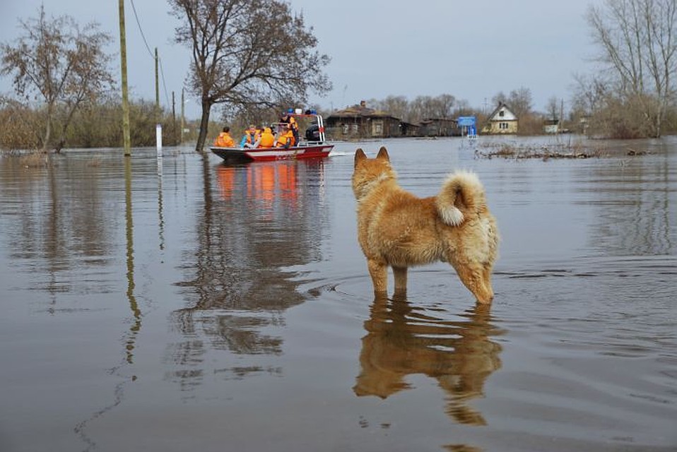 Прогнозам специалистов, уровень воды во время паводка будет ниже нормы. Архивный снимок