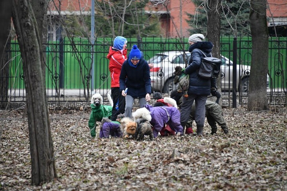 В Ярославле выбирают места для собачьих площадок.