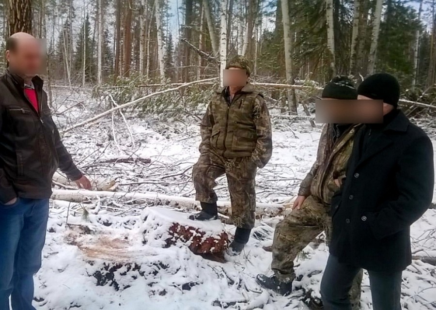 Черных лесорубов, спиливших деревья на 4 миллиона рублей, задержали в Иркутской области. Фото: ГУ МВД по Иркутской области
