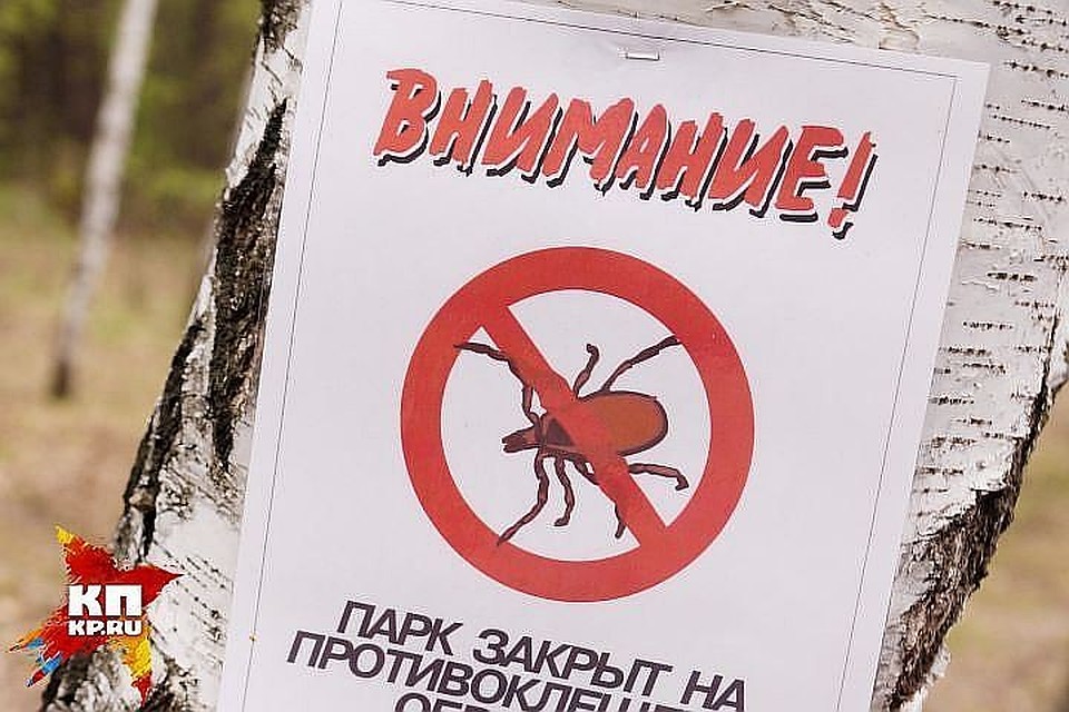 В этом году "сезон клещей" по сравнению с 2017-м начался на полторы недели позже