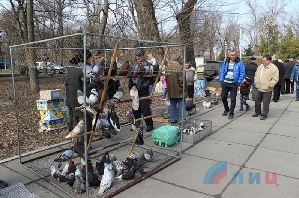 В Республиках до сих пор популярно разведение голубей. Фото: lug-info.com