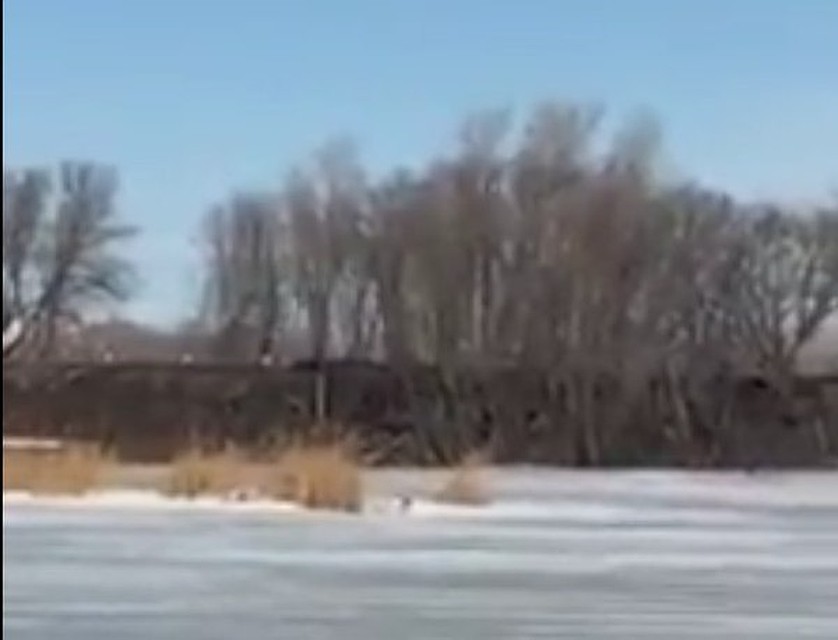 Жители Самары заметили цаплей на озере в Волгаре