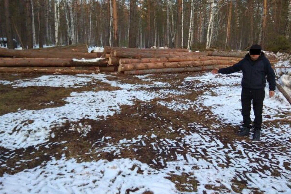 Полицейские поймали черных лесорубов, которые спилили лес на 56 миллионов рублей в Иркутской области. Фото: ГУ МВД России по Иркутской области.