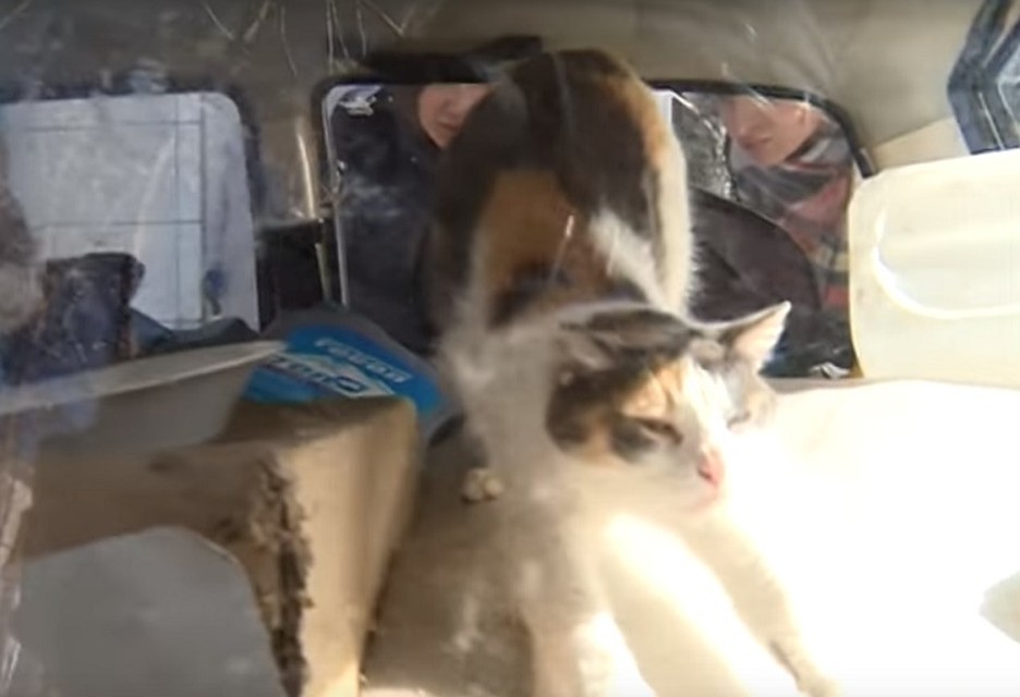 Фото: скриншот видео
