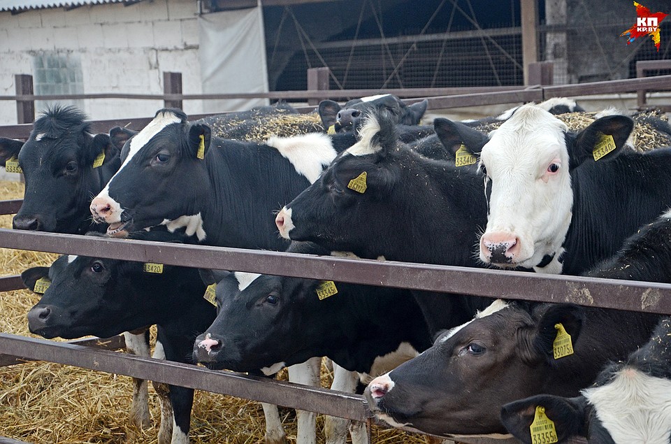 Белорусские парламентарии хотят вернуть торговлю белорусскими продуктами в России в нормальное русло.
