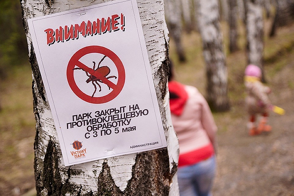 Чем выше температура воздуха, тем активнее становятся клещи