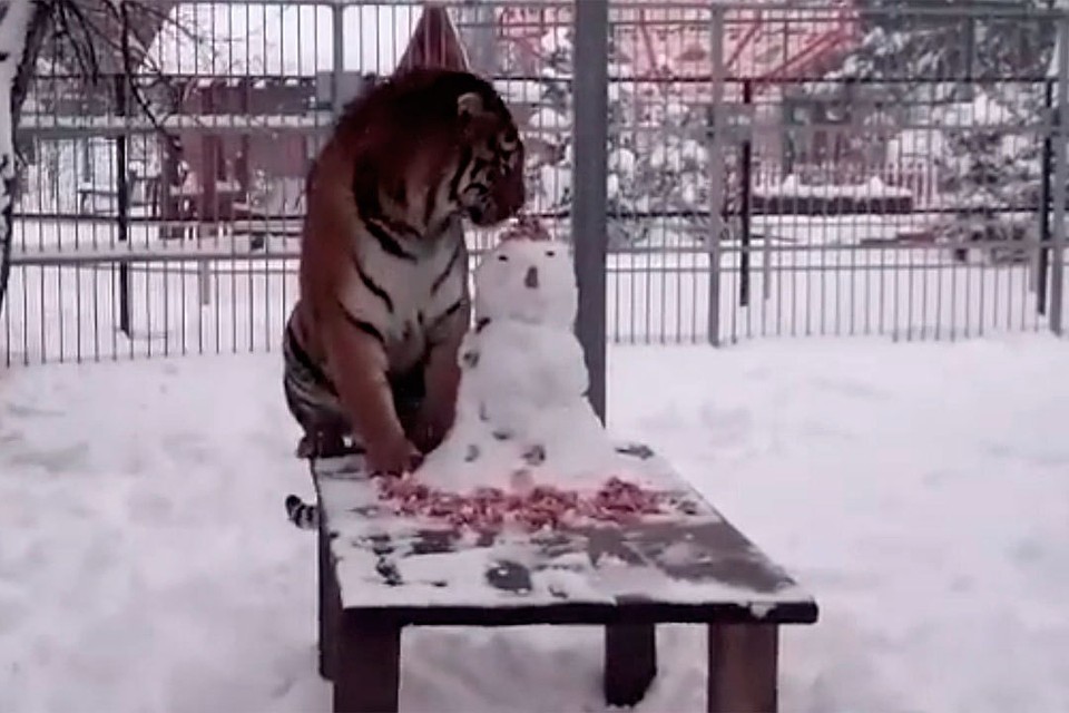 Тигр Шерхан играет со снеговиком.