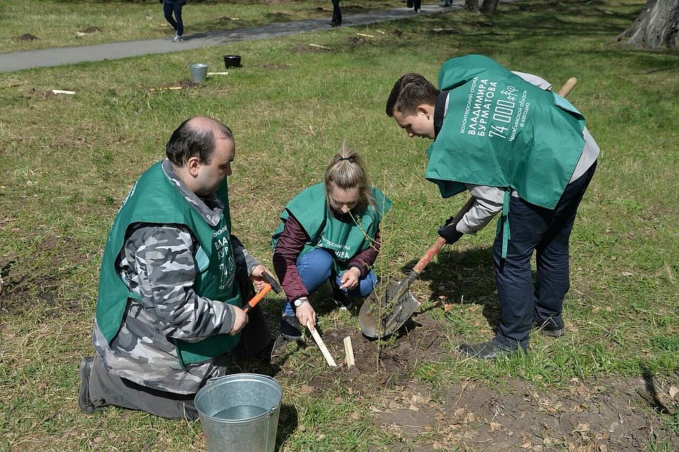 В Саду Победы для деревьев много места и нет агрессивной придорожной пыли. Фото: Алла Ципордей.