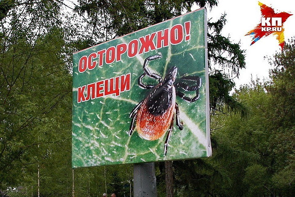 Белгородские пляжи и места массового отдыха обработают против клещей и комаров.