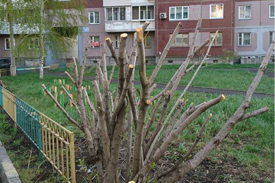 Красноярцы снова жалуются на варварскую обрезку деревьев. Фото: Татьяна ДРАКО, соцсети.
