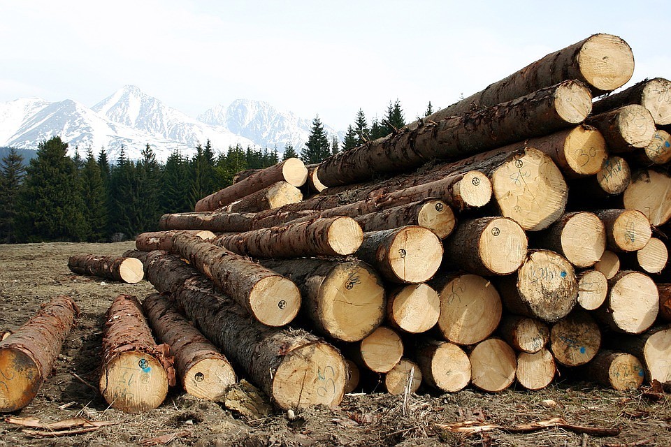 ФОТО: pixabay.com