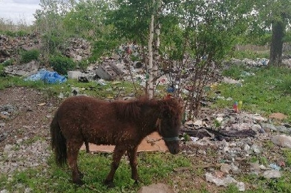 В Башкирии нашли «ничейного» пони на помойке
