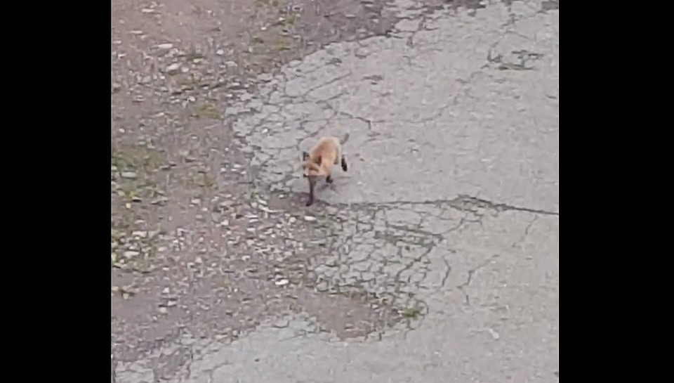 Фото: скриншот видео
