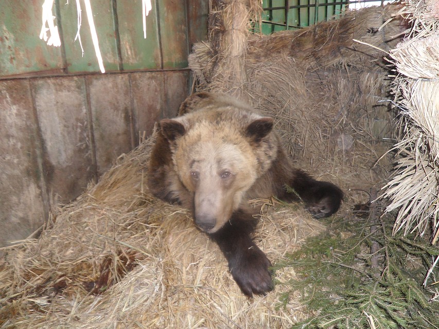 Медведь разгуливал рядом с корпусами районной больницы в Усть-Куте