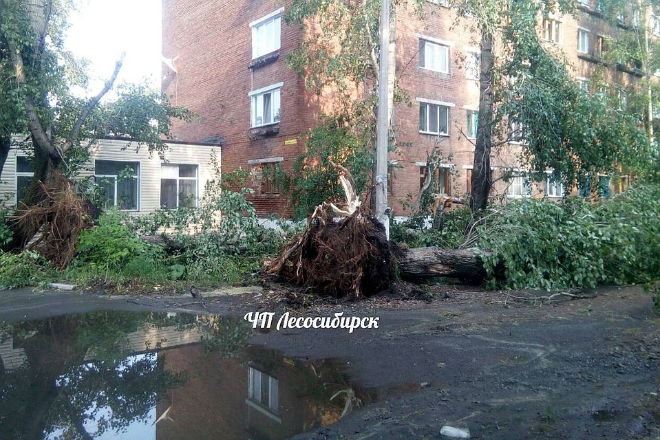 Ветер вырывал с корнем многолетние тополя. Фото: группа «ЧП Лесосибирск»
