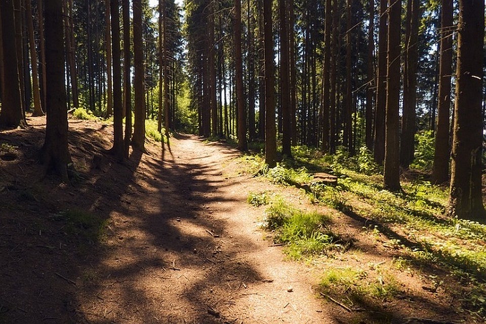 В годы ВОВ минировались многие лесные дороги. Фото: pixabay.com.