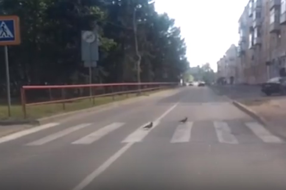 Фото: скриншот с видео Николая Павлова.