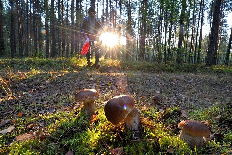 Несколько человек не вернулись из леса
