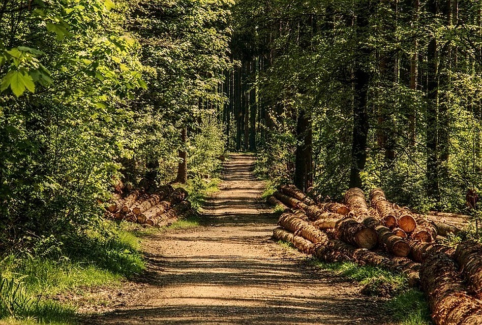 Фото с сайта пиксабай