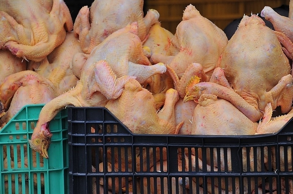 ЕС ввел ограничения на поставки из России мяса птицы и продукции из него