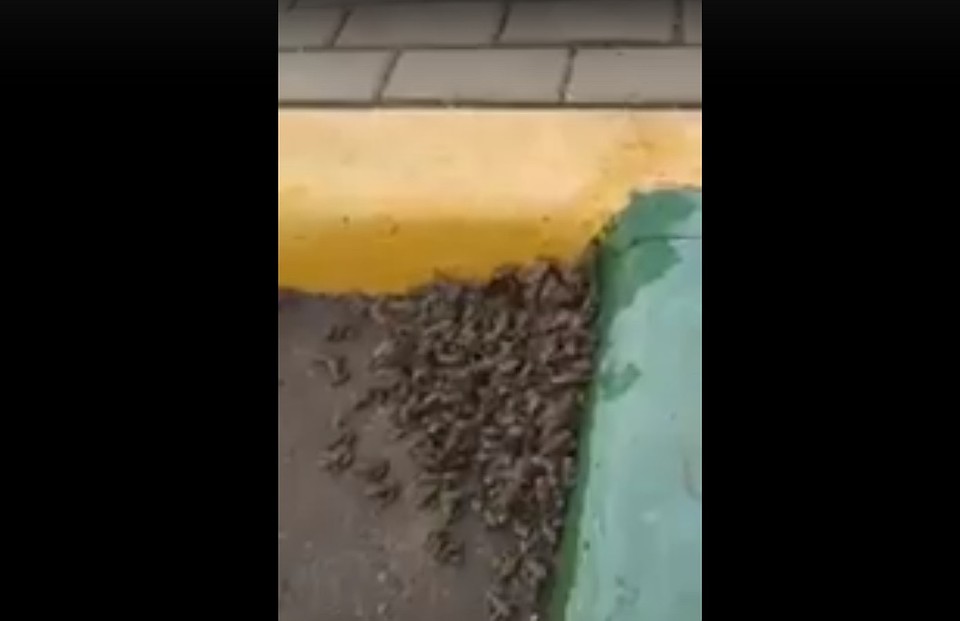 Фото: скриншот из видео.