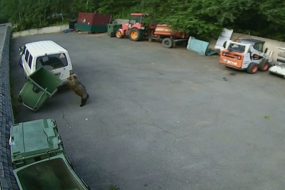 В поисках съестного медведь решил заглянуть в мусорный бак Фото: предоставлено заповедником «Столбы»
