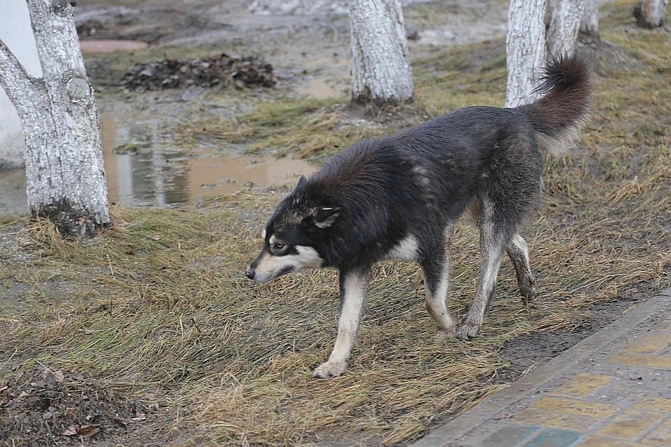 В Красноярском крае за полгода собаки покусали 3126 человек