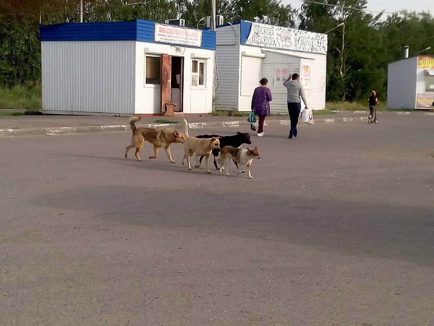 Вот такие стаи разгуливают по улицам микрорайона.