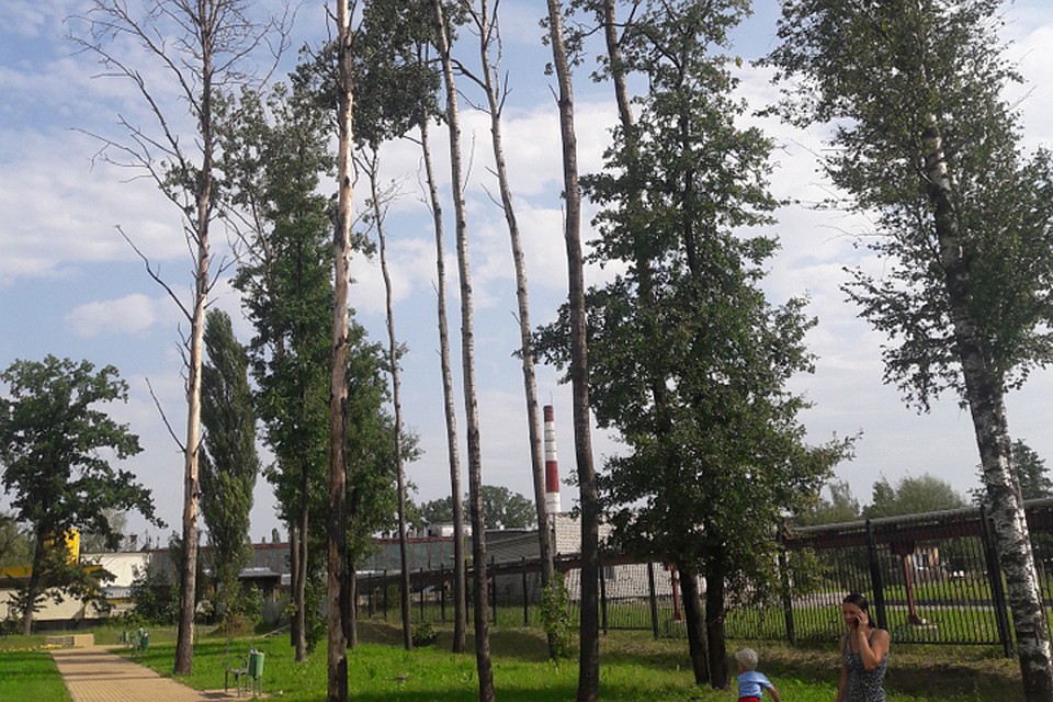Фото: пресс-служба брянского отделения ОНФ.