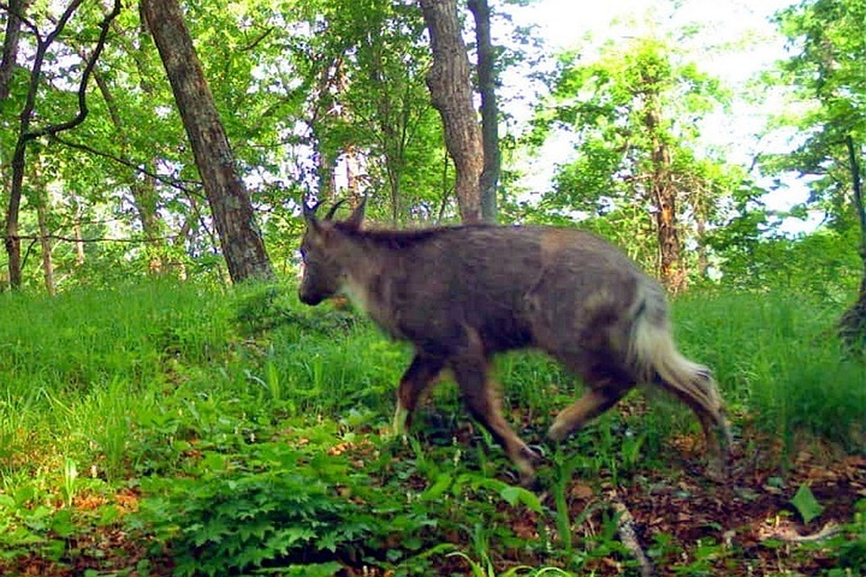 Краснокнижный горал появился на "Земле леопарда" в Приморье. Фото: пресс-служба ФГБУ «Земля леопарда».