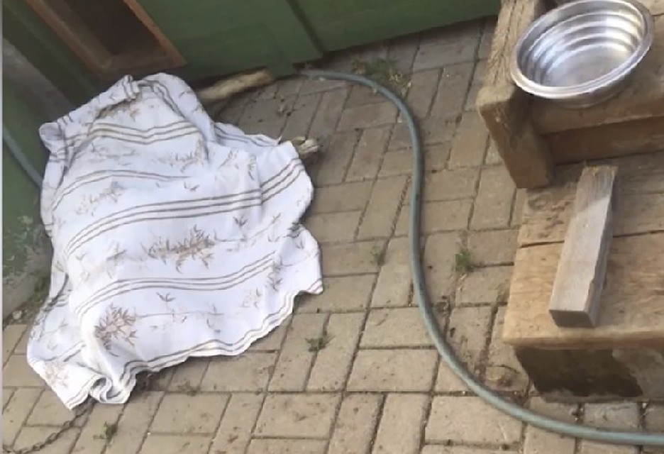 В Башкирии из-за укусов пчел погибла собака