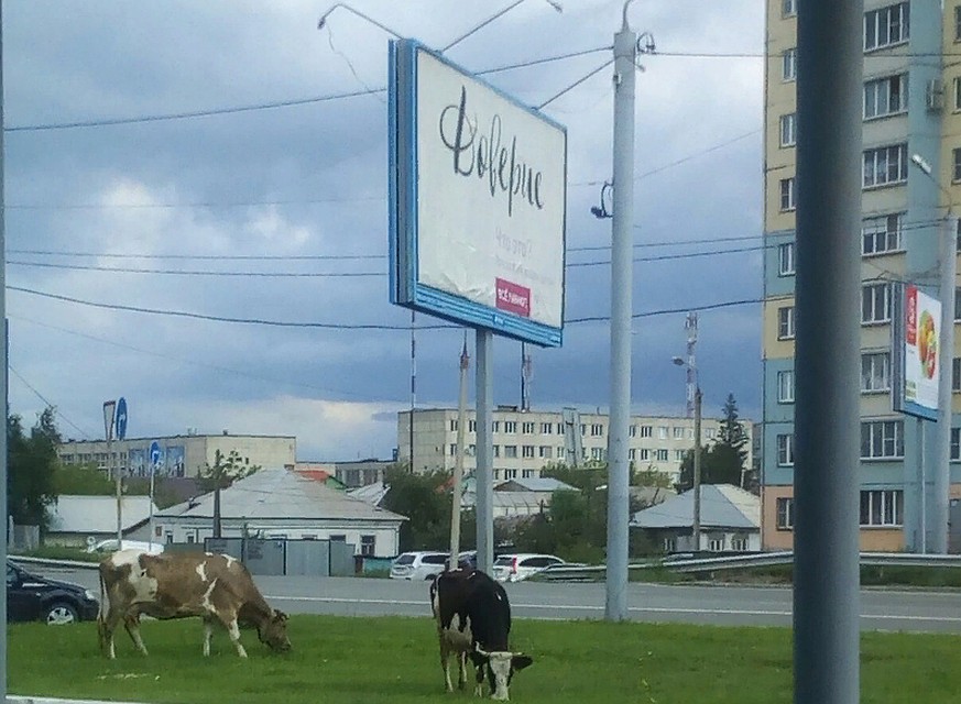 Смычка деревни с городом в реальности. Фото: соцсети.