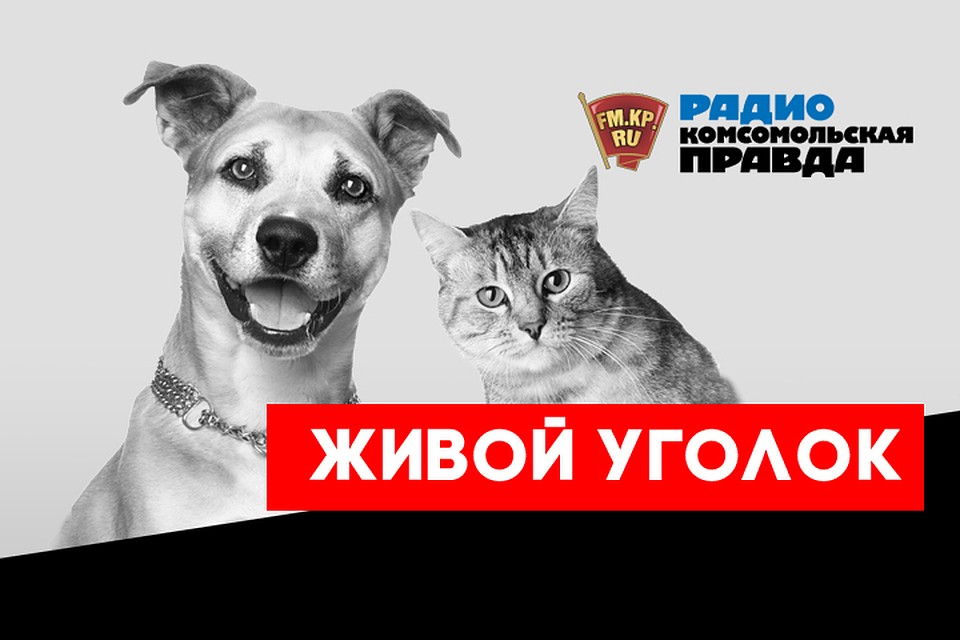 Осенние прогулки: стоит ли брать собаку в лес?