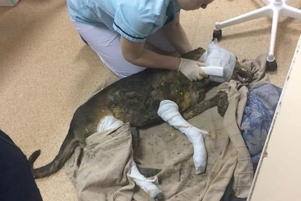 Таким Тимошку привезли в ветеринарную клинику после злодеяния хозяина