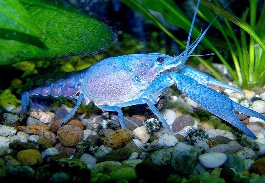 Раки вернулись домой