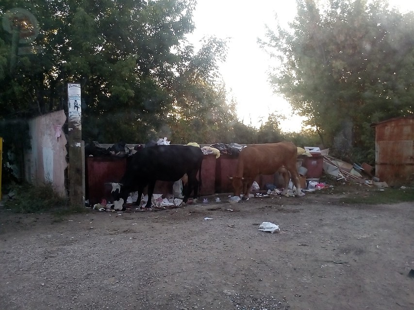 В Саратовской области буренки обедают в мусорных контейнерах
