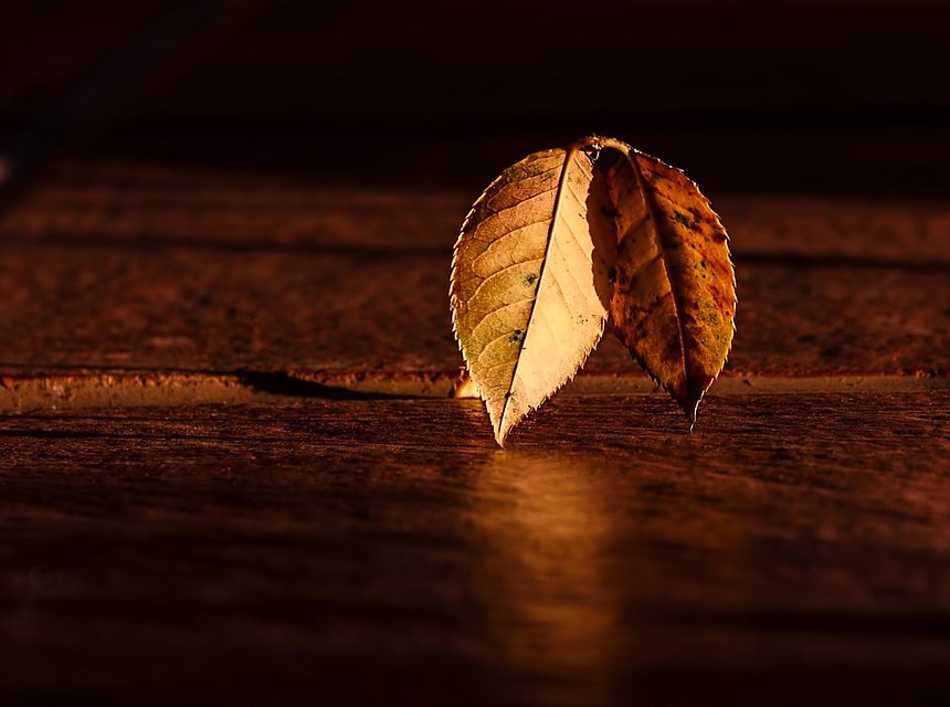 фото - pixabay.com