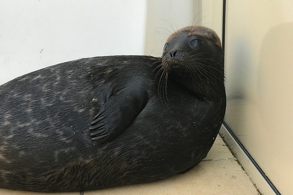 Нерпенок Вовчик отправился в дикую природу Ладожского озера. Фото: vk.com/sealrescue