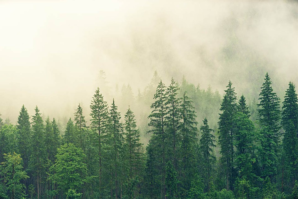 Мужчину удалось найти на следующий день. Фото: pixabay.com