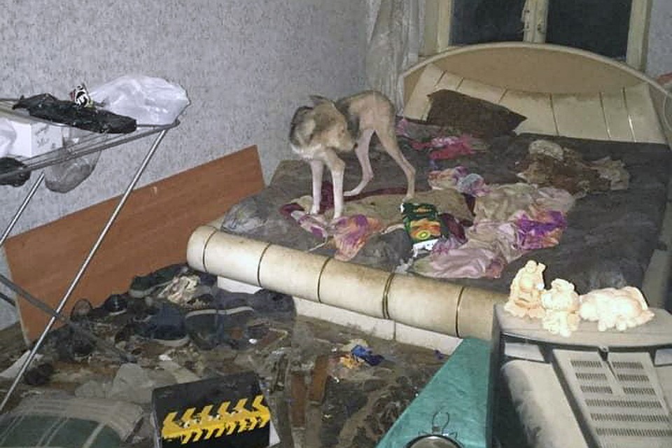 Истощенные и обезвоженные псы едва стояли на ногах