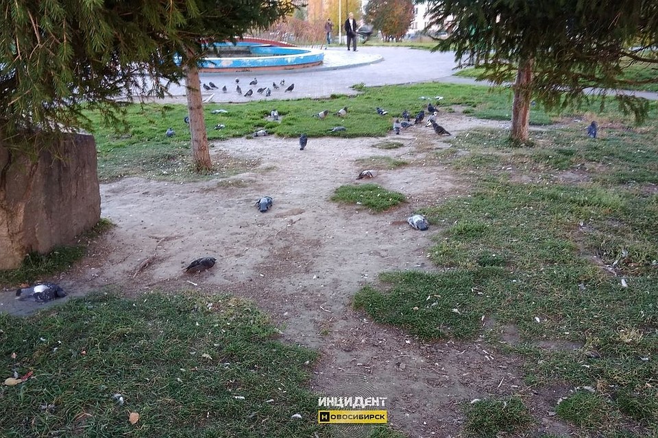 Жители Родников нашли утром в парке мертвых голубей. Фото: "Инцидент. Новосибирск".